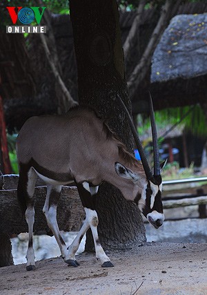 Linh dương sừng kiếm - phân bố ở miền đông châu Phi, mỗi đàn thường 20 - 40 con chủ yếu là đồng cỏ savana hay rừng thưa (sừng của chúng thường dài 95 cm)